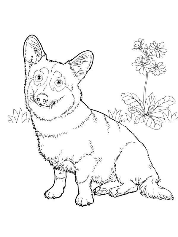 coloriage petit welsh corgi